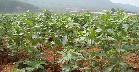 吊瓜子的种植方法与步骤！
