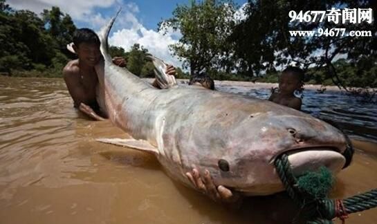 世界上最凶猛的淡水鱼，亚马逊鲇鱼(生吞人类)