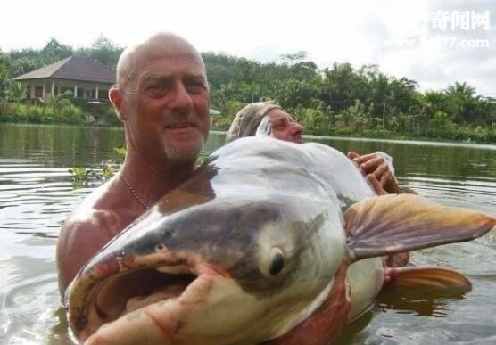 世界上最凶猛的淡水鱼，亚马逊鲇鱼(生吞人类)