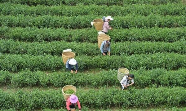 夏日解暑来杯苦丁茶？这几类人万万不可喝