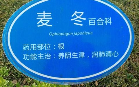 中草药之麦冬,竹叶麦冬中草药