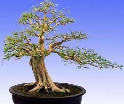 九里香怎么养才能开花(九里香怎么养成老桩)图2