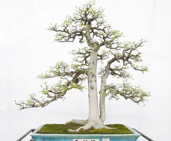 九里香怎么养才能开花(九里香怎么养成老桩)图3