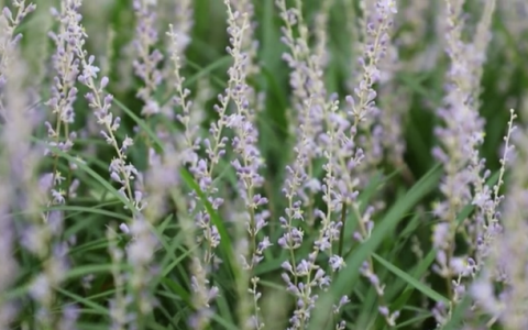 夏邑麦冬花海,夏邑麦冬花开图片