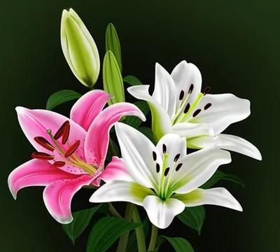 百合与百合籽有什么区别图2