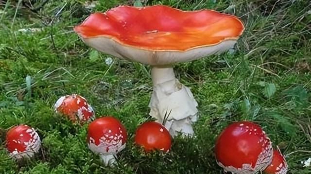 它长在坟墓中，人称“血灵芝”，如今极为珍贵，若遇见，别惊恐