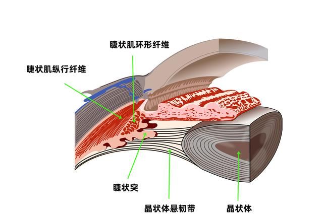 视力1.0=近视被治愈了吗？