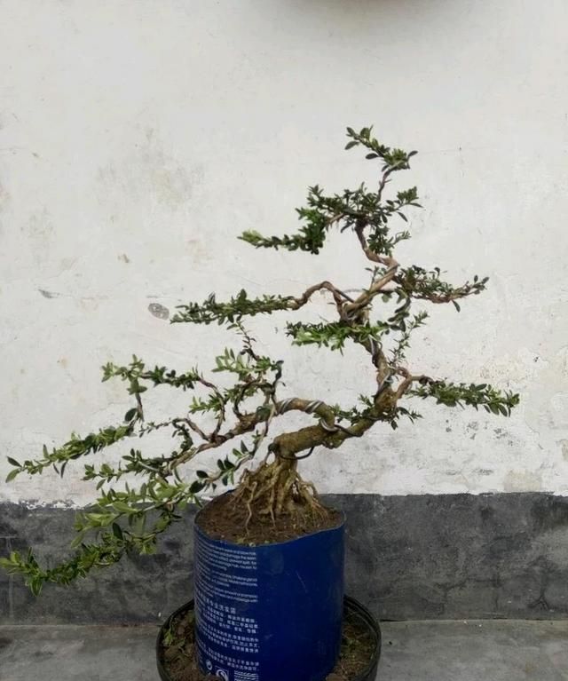 怎么养六月雪,怎么养六月雪变粗壮图6