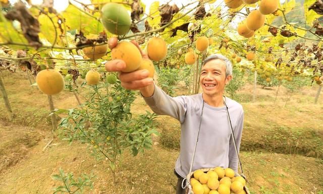 中医师力荐的养生果，止咳祛痰防三高！知道的人很幸运