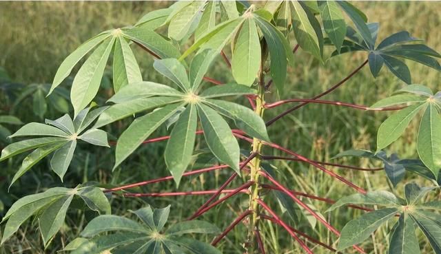 农村常见的木薯有什么用,木薯能有什么用图4