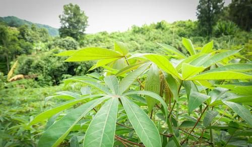 农村常见的木薯有什么用,木薯能有什么用图9
