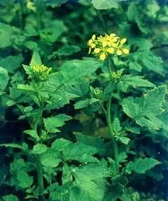 含有白芥子的祛痰药方图1