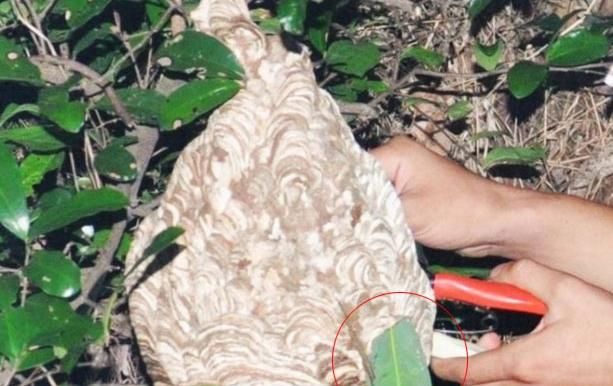 全程直播“杀人蜂”抓捕过程，用它做药酒，功效和它的毒性一样强