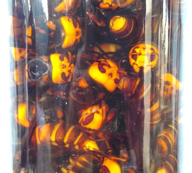 全程直播“杀人蜂”抓捕过程，用它做药酒，功效和它的毒性一样强