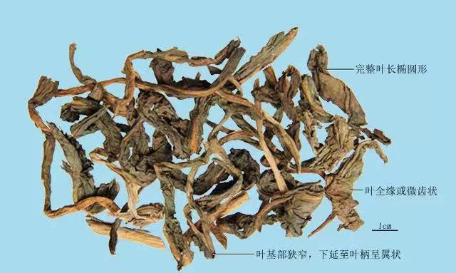 每日一味抗癌中药——大青叶，清热解毒、凉血止血，常用治疗流感