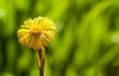 秋冬适合种植哪种中药(什么中药冬季种植)图3