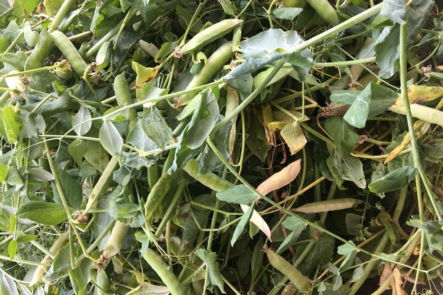 这种豆子我们叫它“雪豆”，生吃最美味啦！在你的家乡叫什么呢？