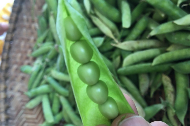 这种豆子我们叫它“雪豆”，生吃最美味啦！在你的家乡叫什么呢？
