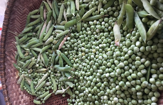 这种豆子我们叫它“雪豆”，生吃最美味啦！在你的家乡叫什么呢？