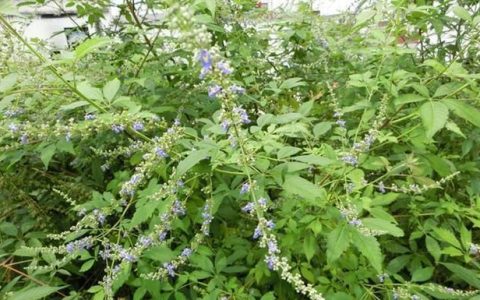 荆条蜜的营养价值与功效(荆条蜜药用)