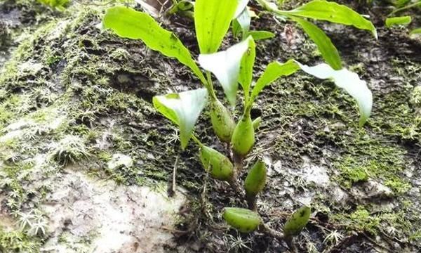 长在石头缝里，人称“石橄榄”，如今拔1棵少1棵，遇见请珍惜