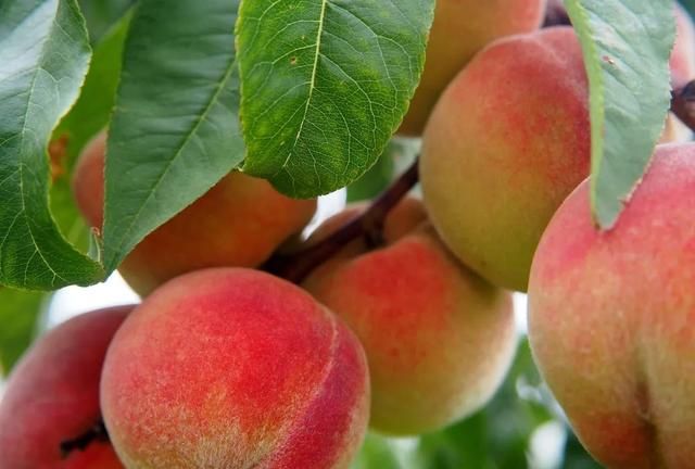 夏季的桃子最养人，但桃子有“5不吃”，千万别犯错