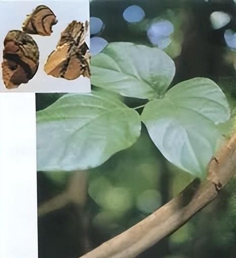 经脉不畅的特效药“鸡血藤”
