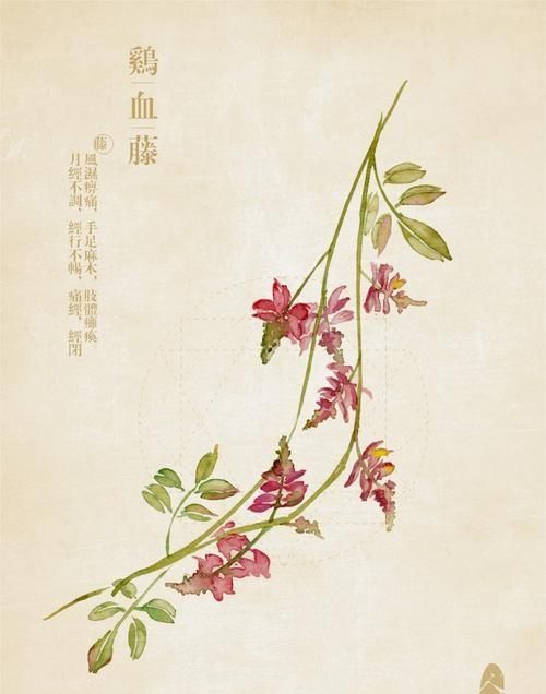 经脉不畅的特效药“鸡血藤”