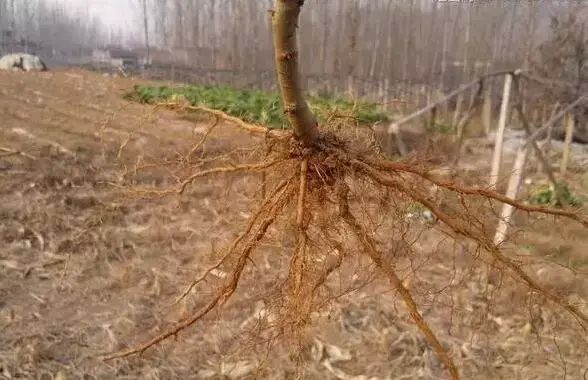 蔬菜白根、黄根、黑根……这些颜色代表什么？