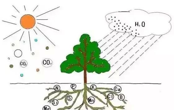 蔬菜白根、黄根、黑根……这些颜色代表什么？