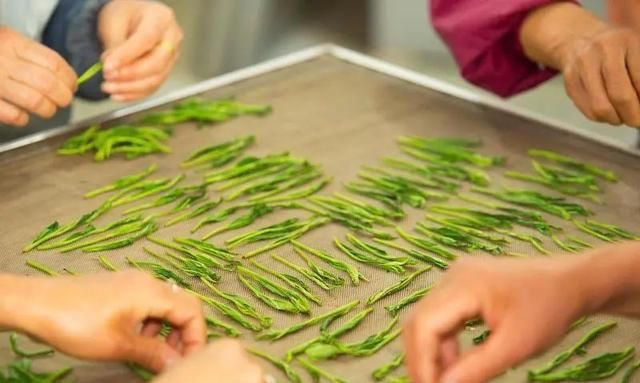 历代“中国十大名茶”大盘点！最新版的“十大名茶”你都知道吗？