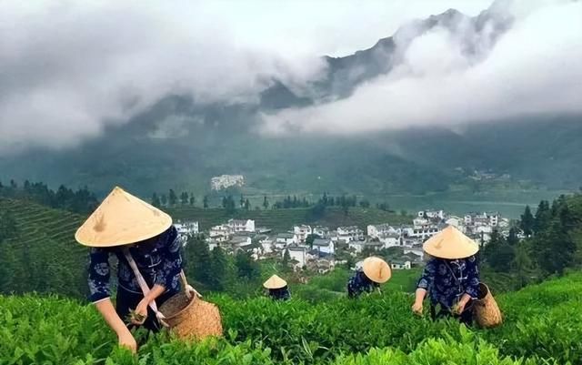 历代“中国十大名茶”大盘点！最新版的“十大名茶”你都知道吗？