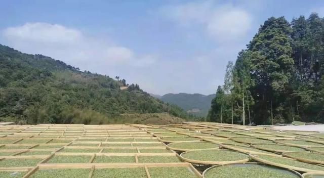 历代“中国十大名茶”大盘点！最新版的“十大名茶”你都知道吗？