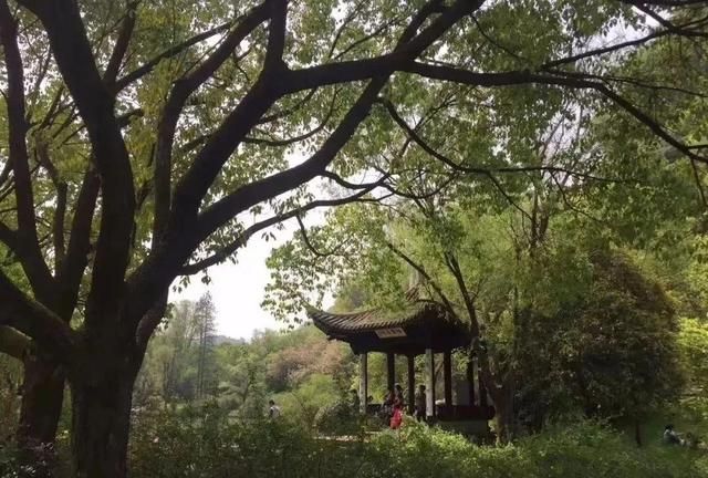 历代“中国十大名茶”大盘点！最新版的“十大名茶”你都知道吗？