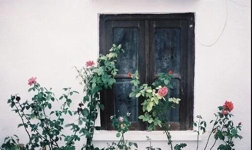 推广 | 玫瑰、白茶、风铃草……一瓶花露水，坐拥你的夏日好眠