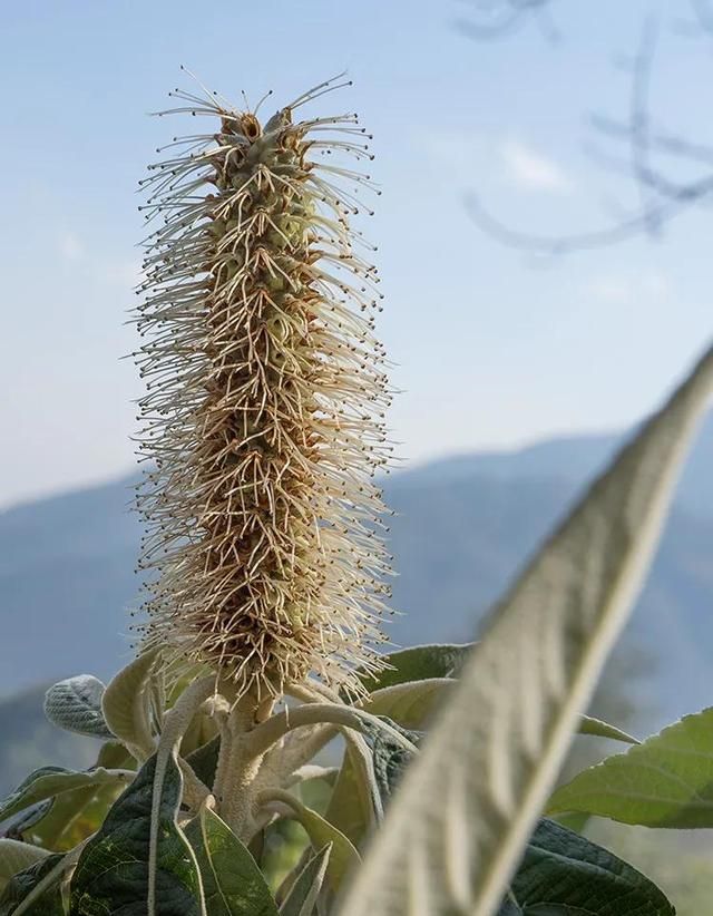 含花青素的蜂蜜【云南黑蜂蜜】