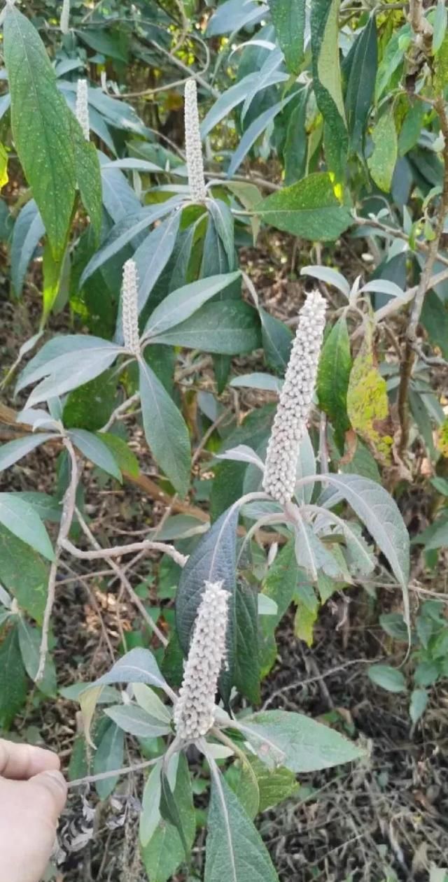 含花青素的蜂蜜【云南黑蜂蜜】