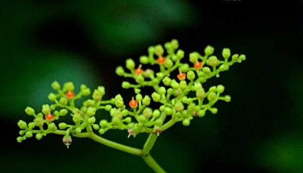 怎样种植绞股蓝(绞股蓝种植怎么抗旱)图1