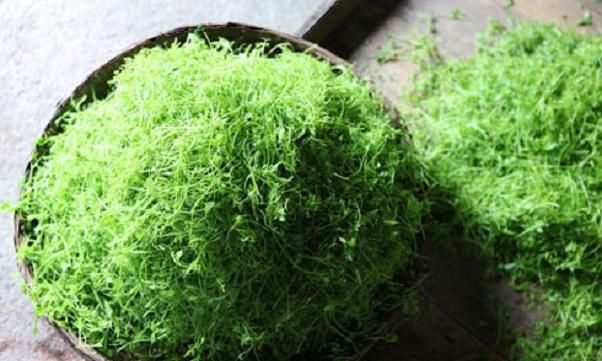 怎样种植绞股蓝(绞股蓝种植怎么抗旱)图3