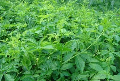 怎样种植绞股蓝(绞股蓝种植怎么抗旱)图6