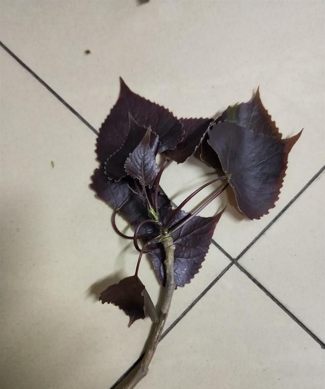 中药科普之--杨树花、白杨皮