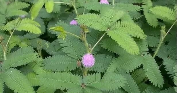 含羞草科植物与云实科植物有什么区别呢图1