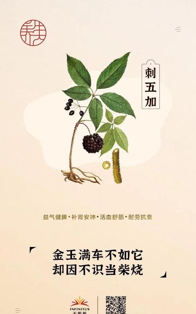 千金不换刺五加，却因不识当柴烧