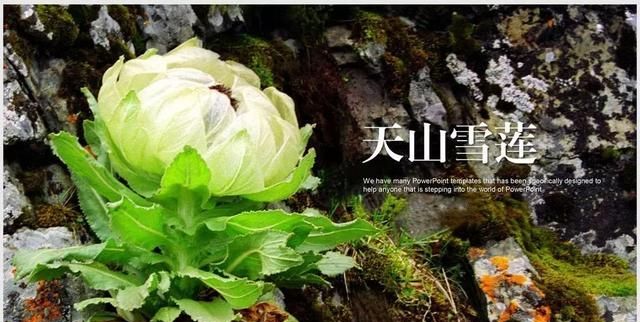 新疆天山雪莲开花，五年一次！终于见到了