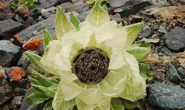 新疆天山雪莲开花，五年一次！终于见到了