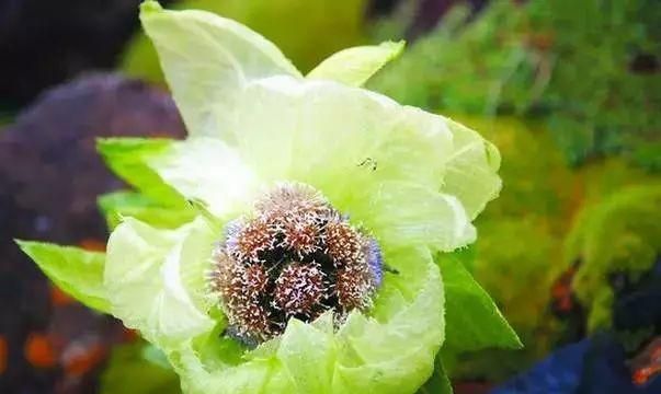 新疆天山雪莲开花，五年一次！终于见到了