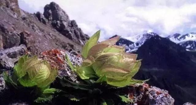 新疆天山雪莲开花，五年一次！终于见到了