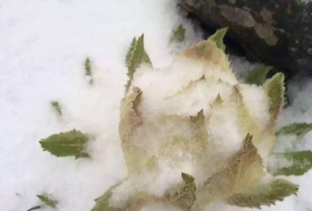 新疆天山雪莲开花，五年一次！终于见到了