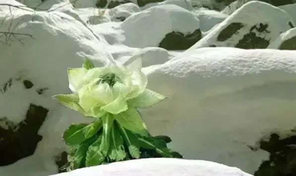 新疆天山雪莲开花，五年一次！终于见到了