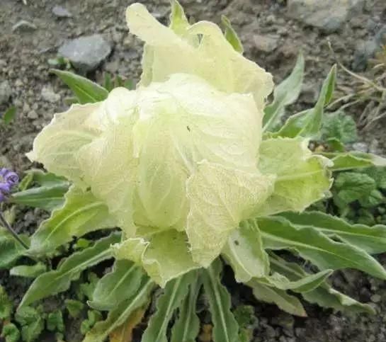 新疆天山雪莲开花，五年一次！终于见到了